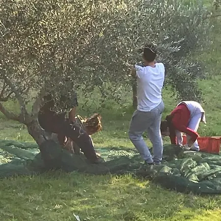 Colle Cornetto Lantgård Spoleto