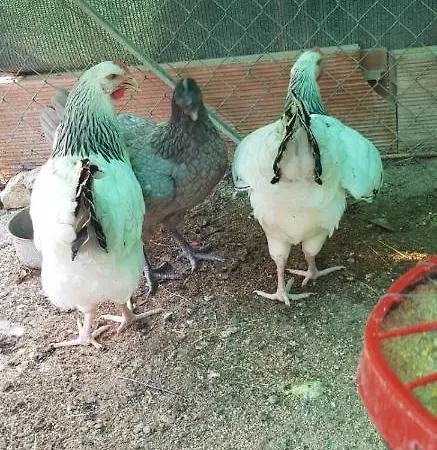 Lantgård Colle Cornetto *