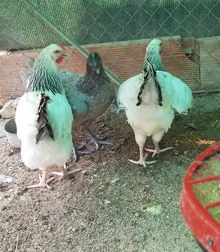 Agroturismo Colle Cornetto *