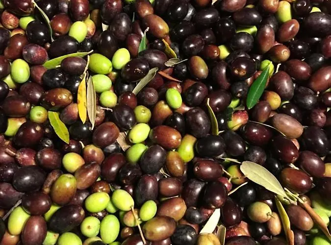 Vakantieboerderij Colle Cornetto *